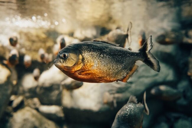 pexels-photo-13476999 gray and brown fish in close up shot