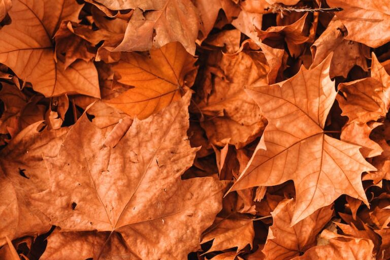 vivid autumn leaves scattered on ground