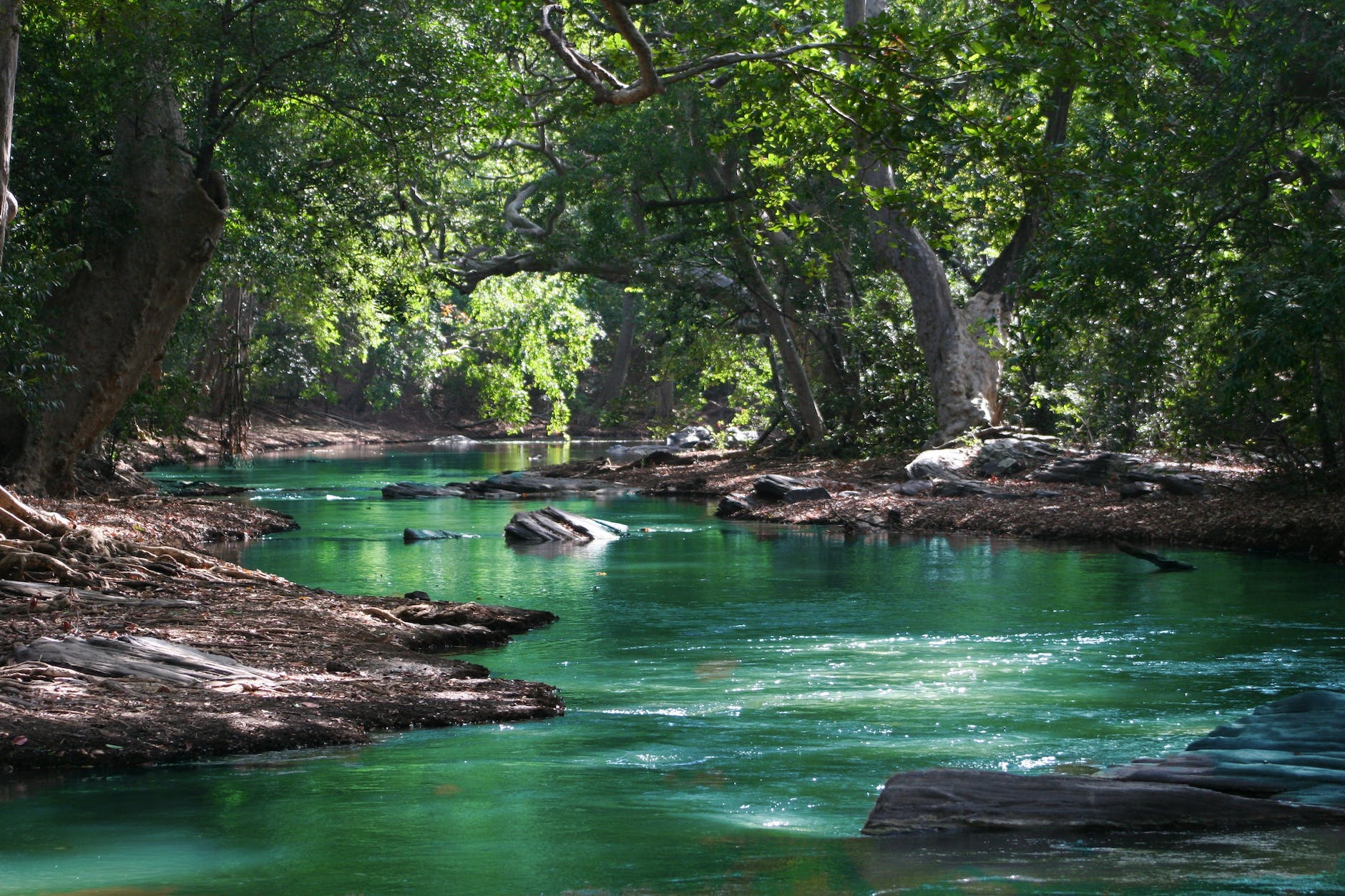 pexels-photo-709552 body of water between green leaf trees