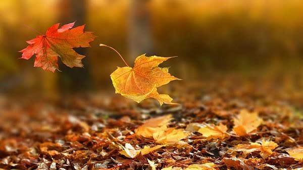 IMG_20230729_173853_530