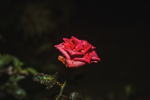 josh-a-d-1gaj74yN_3A-unsplash