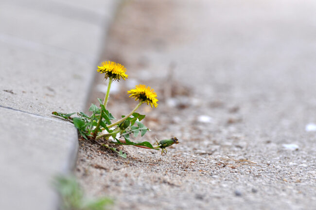 Dandelion flower growing between asphalt and curbs. Nature against man